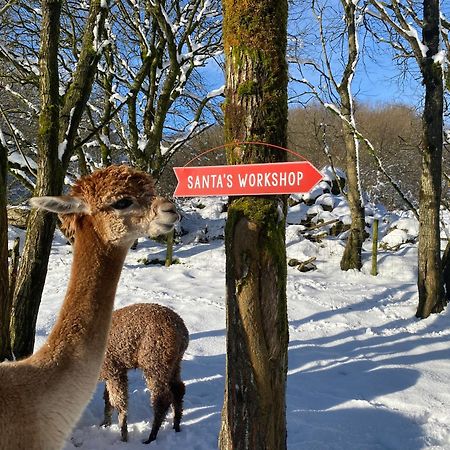 Unique Stay On An Alpaca Therapy Farm With Miniature Donkeys North Wales Mold Εξωτερικό φωτογραφία