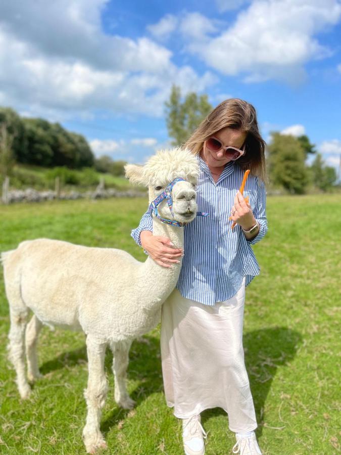 Unique Stay On An Alpaca Therapy Farm With Miniature Donkeys North Wales Mold Εξωτερικό φωτογραφία