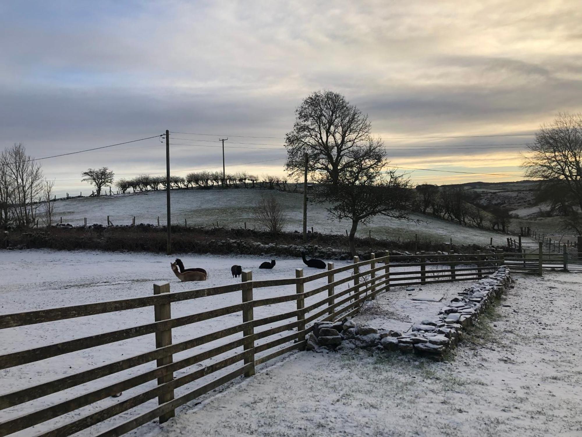 Unique Stay On An Alpaca Therapy Farm With Miniature Donkeys North Wales Mold Εξωτερικό φωτογραφία