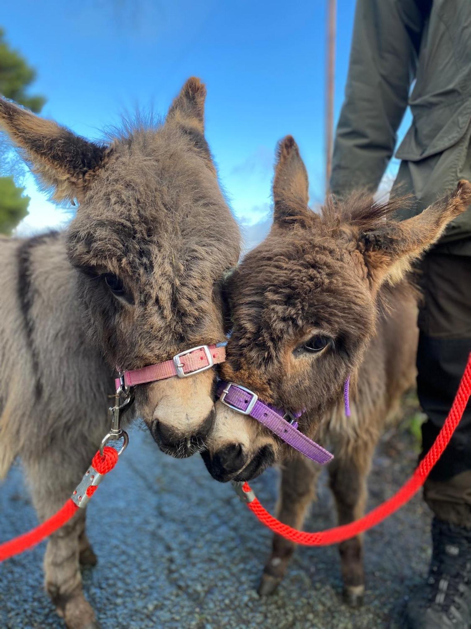 Unique Stay On An Alpaca Therapy Farm With Miniature Donkeys North Wales Mold Εξωτερικό φωτογραφία