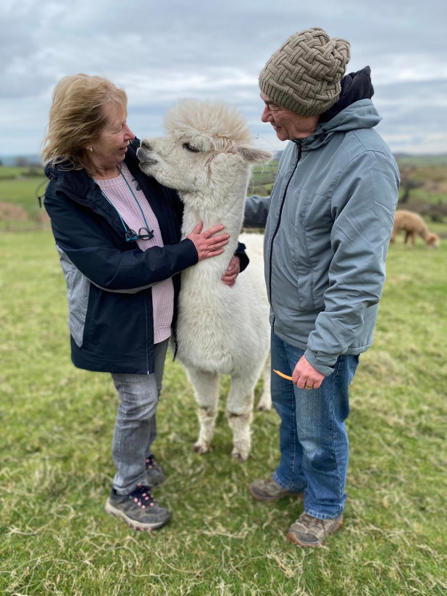 Unique Stay On An Alpaca Therapy Farm With Miniature Donkeys North Wales Mold Εξωτερικό φωτογραφία
