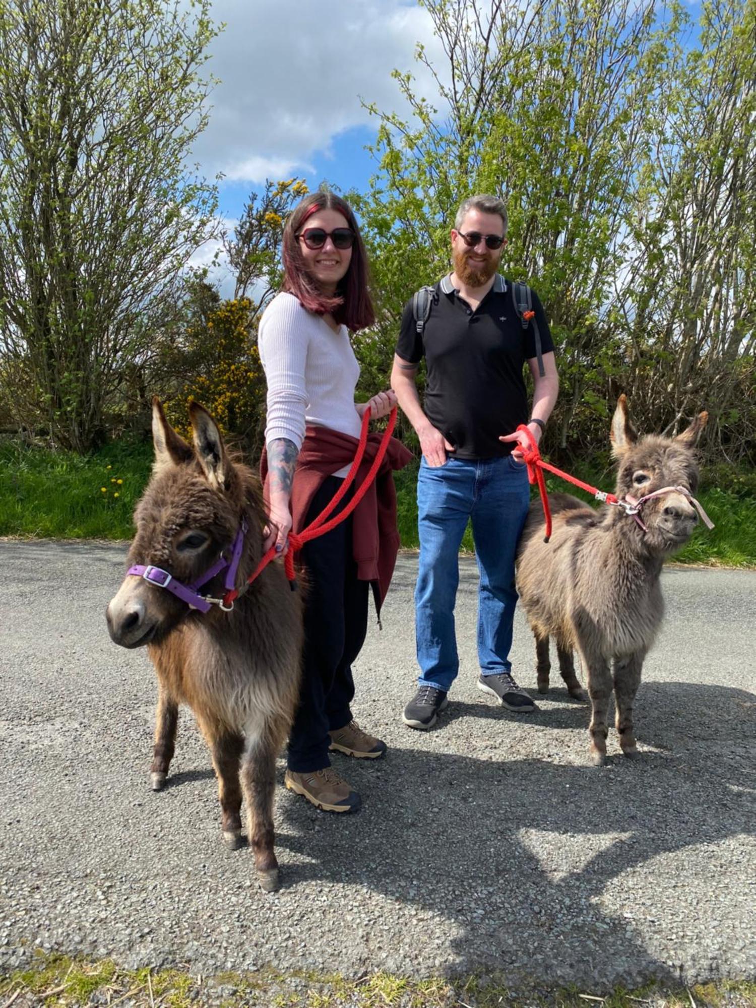 Unique Stay On An Alpaca Therapy Farm With Miniature Donkeys North Wales Mold Εξωτερικό φωτογραφία
