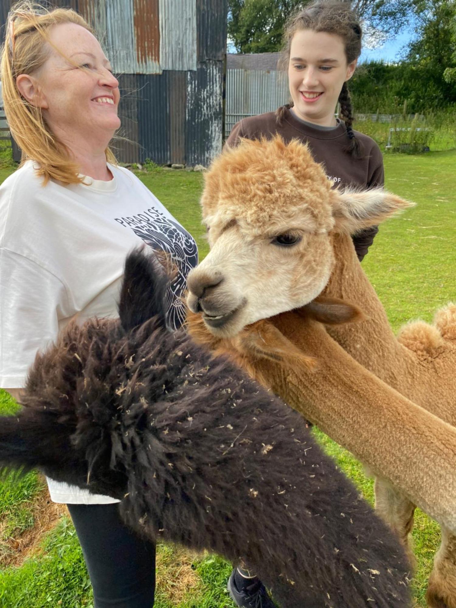 Unique Stay On An Alpaca Therapy Farm With Miniature Donkeys North Wales Mold Εξωτερικό φωτογραφία