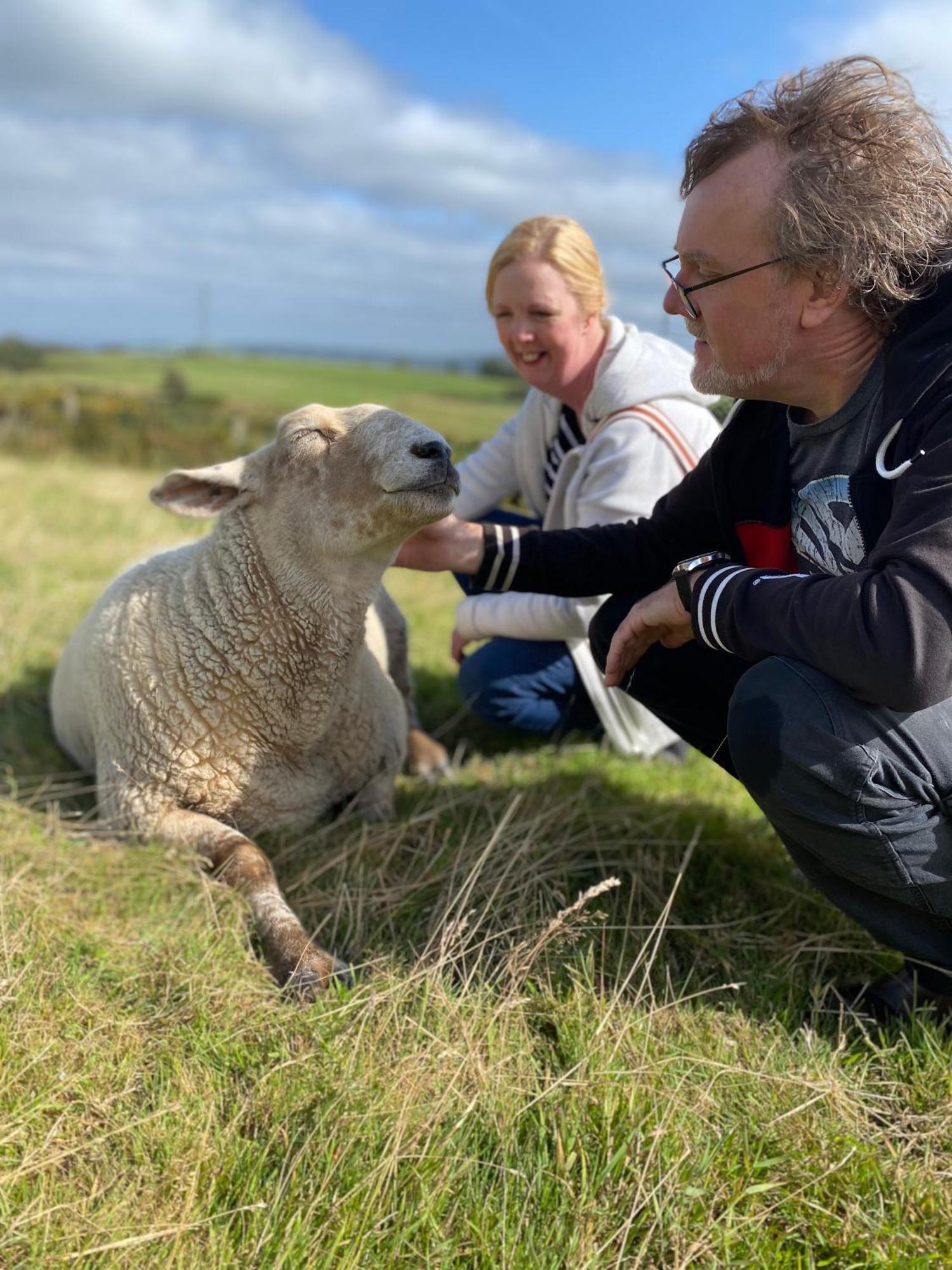 Unique Stay On An Alpaca Therapy Farm With Miniature Donkeys North Wales Mold Εξωτερικό φωτογραφία